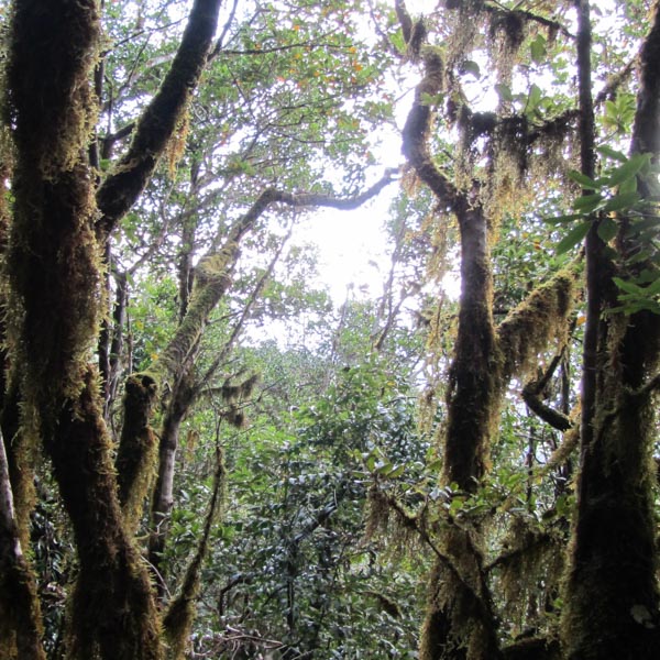 Bosque de laurisilva en Anaga - Naturaleza exuberante en Canarias