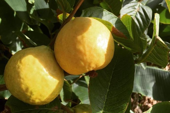 Limones de proximidad - Disfruta de lo mejor de la tierra en Casa África Restaurante Playa Limones de km 0 - Productos frescos en Casa África Restaurante Playa