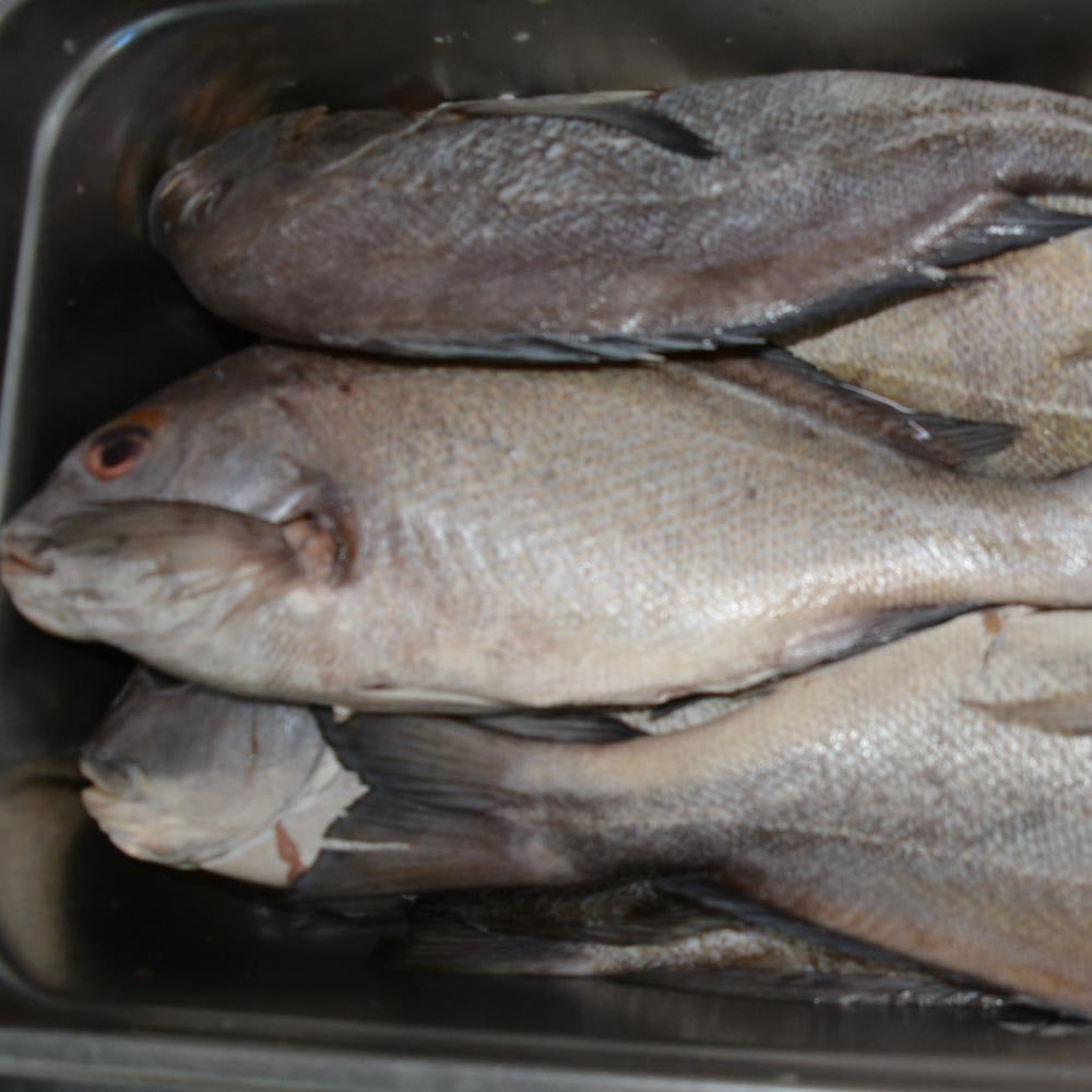 Pescados frescos - Del mar a tu mesa en Casa África Restaurante Playa